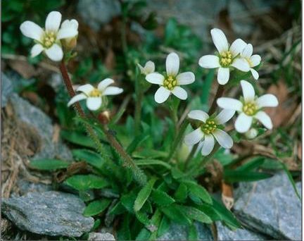 Saxifraga androsacea / Sassifraga rosulata